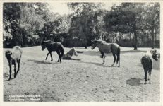 12064 Afbeelding van de paarden van Ouwehands Dierenpark aan de Grebbeweg te Rhenen.